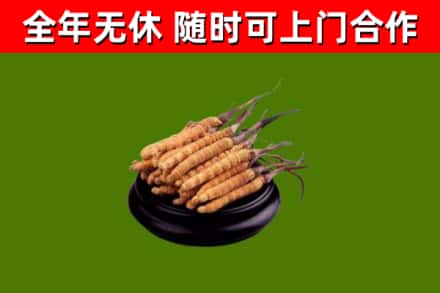 昌都回收散虫草