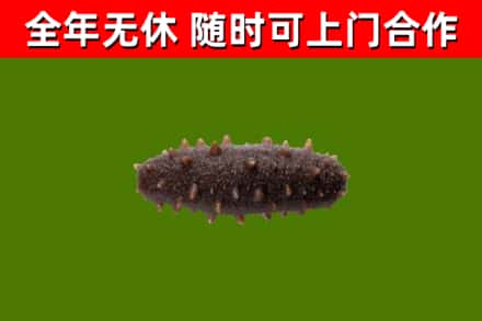 昌都回收海参干